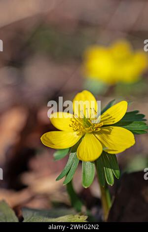 Macro picture of a winter aconite flower Stock Photo