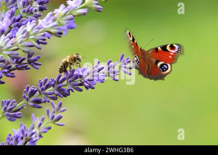 Butterfly and bee on lavender blossoms Stock Photo