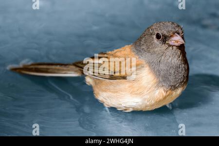 Dark-eyed Junco Getting Ready for a Bath. Cuesta Park, Santa Clara County, California. Stock Photo