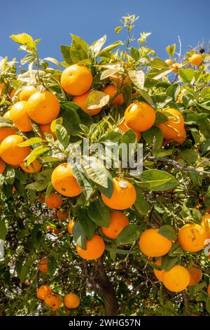 Portuguese Oranges Growing On A Tree In The Algarve Portugal February 6, 2024 Stock Photo
