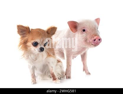 pink miniature pig and chihuahua in front of white background Stock Photo