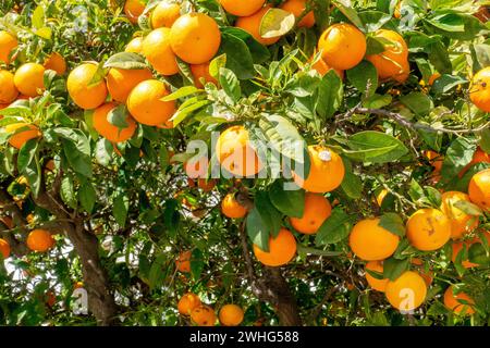 Portuguese Oranges Growing On A Tree In The Algarve Portugal February 6, 2024 Stock Photo