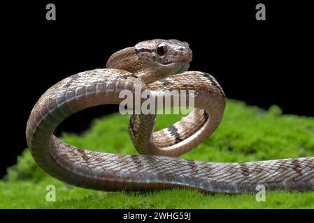 Dog-toothed Cat Snake in attack position Stock Photo