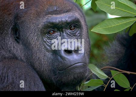 Lowland silverback gorilla close up face Stock Photo