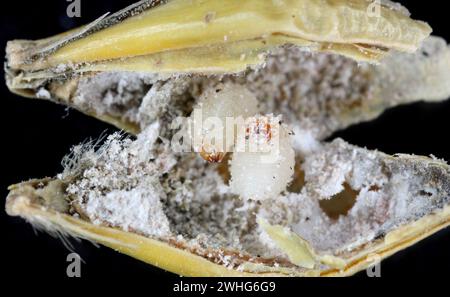 Rice weevil, or science names Sitophilus oryzae. Larvae developing inside the grain. Stock Photo