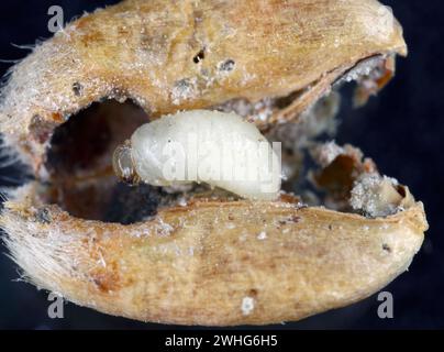 Granary Weevil (Sitophilus granarius) also called Grain or Wheat Weevil. Larva developing inside the grain. Stock Photo