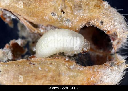 Granary Weevil (Sitophilus granarius) also called Grain or Wheat Weevil. Larva developing inside the grain. Stock Photo