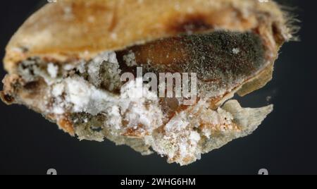 Granary Weevil (Sitophilus granarius) also called Grain or Wheat Weevil. Egg laid inside the grain. Stock Photo