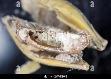 Rice weevil, or science names Sitophilus oryzae. Pupa inside the grain. Stock Photo