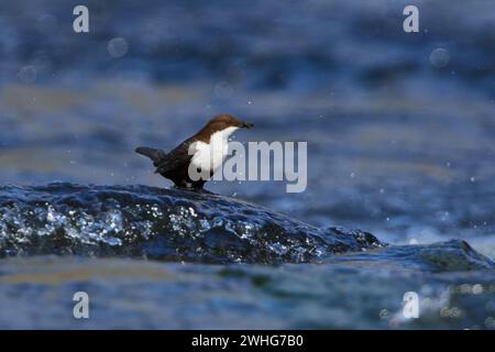 White-throated dipper (Cinclus cinclus) foraging on the Spree Stock Photo