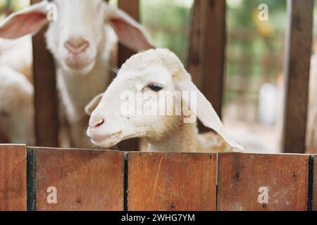 Two sheep looking out of a wooden fence in a pen with other sheep in the background Stock Photo