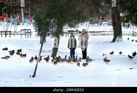 A woman and a boy are feeding ducks during the day in a city park in winter. Russia, Rzhev city, January 2020 Stock Photo