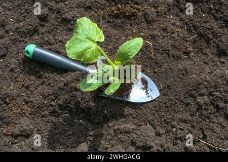 Organic zucchini seedling on a planting shovel on dark fertile soil in the vegetable garden, spring gardening for the kitchen, c Stock Photo