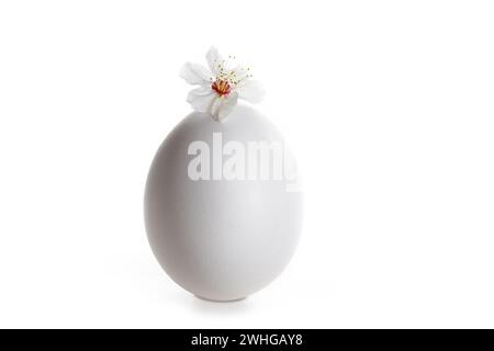 White Easter egg wit a small wild plum flower on the top, minimalist holiday greeting card, isolated on a white background, copy Stock Photo