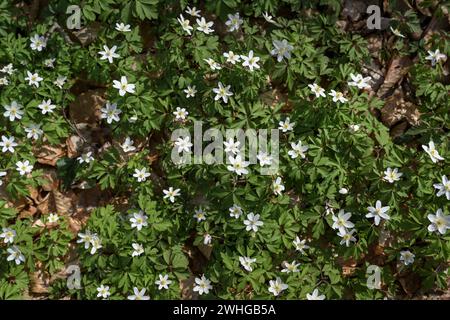 Carpet of blooming white wood anemone (Anemonoides nemorosa) on the forest floor in early spring, nature background Stock Photo