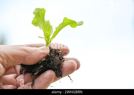 Hand holding a small seedling of lettuce with roots and soil for planting in the vegetable garden, where it can grow up big and Stock Photo