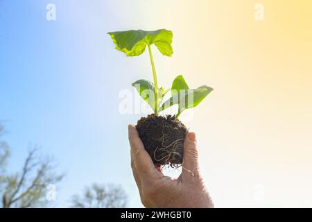 Hand holding a zucchini seedling plant with roots and soil against the blue golden sky, concept for green business, ecofriendly Stock Photo
