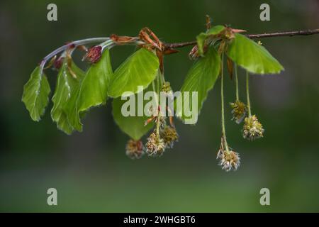 Beech tree (Fagus sylvatica) with young leaves and hanging hairy male flowers in spring, dark green background, copy space, sele Stock Photo