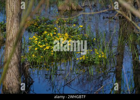 Yellow blooming marsh marigolds (Caltha palustris) in spring, light flowers in the dark blue water between trees in a wetland fo Stock Photo