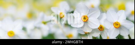 Flowers of white poets daffodil (Narcissus poeticus) with a yellow red ring in the blossom growing in a blooming meadow, panoram Stock Photo