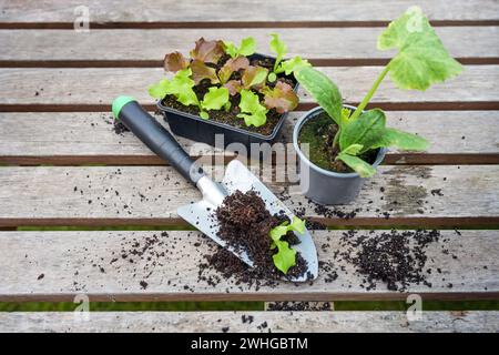 Young lettuce plants, a potted zucchini seedling and a planting shovel on a wooden outdoor table, ready for planting in the kitc Stock Photo