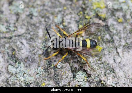 Detailed closeup on the predatory ornate tailed digger wasp, Cerceris rybyensis sitting on wood Stock Photo
