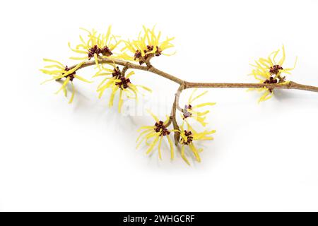 Branch with yellow witch hazel (Hamamelis) flowers, the medical plant is used in skin care, natural cosmetics and alternative me Stock Photo