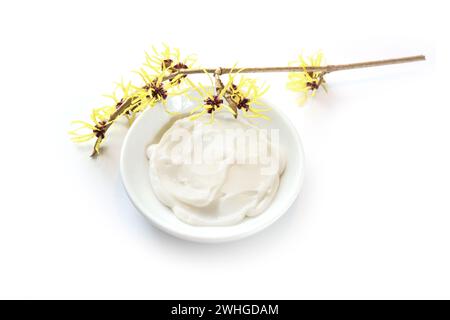 Yellow blooming witch hazel (Hamamelis) and a bowl with natural ointment, medical plant for skin care, cosmetics and alternative Stock Photo