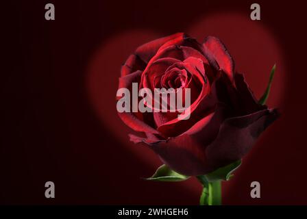 Deep red rose flower head against a dark red background with copy space, love symbol for valentines or mothers day Stock Photo
