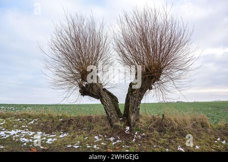 Old pollard willow tree broken into two halves, both sides still continue to grow, endurance in nature, copy space Stock Photo