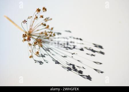Dry dill umbel with seeds casting a shadow on a gray white background, abstract art playing with natural light, copy space, sele Stock Photo