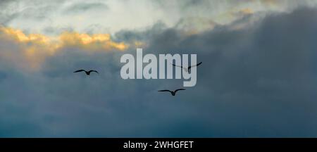 Birds flying over stormy clouds Stock Photo