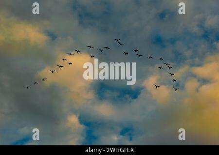 Birds flying over stormy clouds Stock Photo