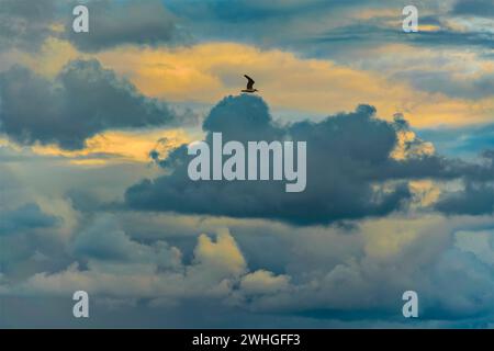 Bird flying over stormy clouds Stock Photo