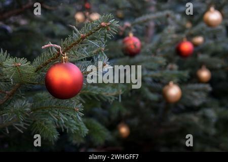 Red and golden Christmas balls hanging on fir trees, festive holiday decoration in park and garden, greeting card with copy spac Stock Photo
