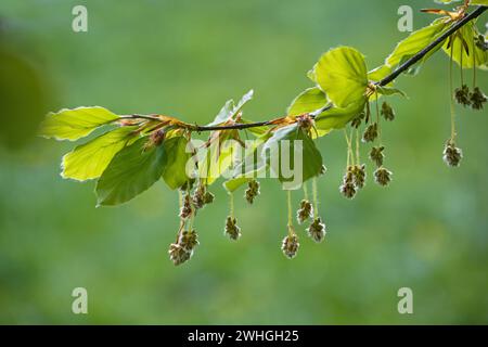 Hanging hairy male flowers and young leaves on a branch of a beech tree (Fagus sylvatica) in spring, natural green background, c Stock Photo