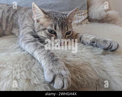 Kitten lying on sofa Stock Photo