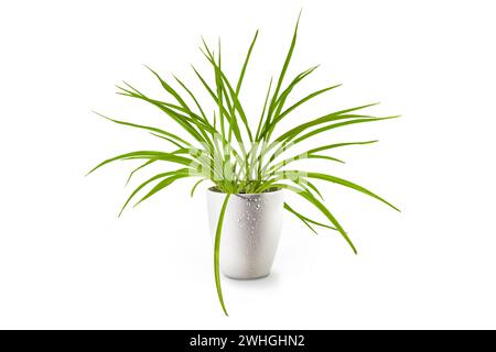 Spider plant (Chlorophytum comosum), an evergreen perennial with long green leaves potted as indoor plant in a porcelain planter Stock Photo