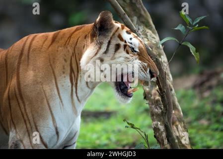 Close up photo of a golden tiger Stock Photo