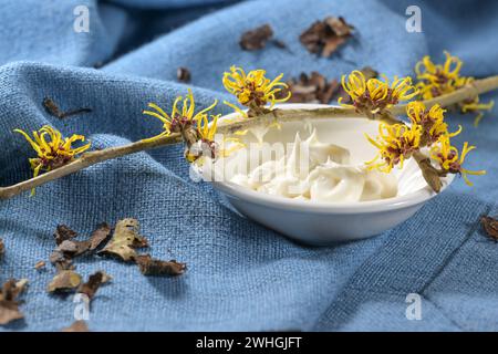 Blooming witch hazel twig (hamamelis), a bowl with skin care cream and dried bark on blue textile, medical plant for natural cos Stock Photo