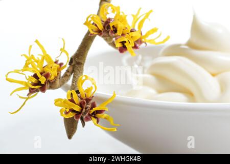 Blooming witch hazel twig (hamamelis) with yellow flowers in front of a blurry bowl with skin care cream, cosmetics from nature, Stock Photo