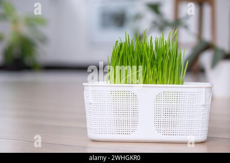 Grass vitamins for pets are grown at home. Sprouted oats for cats and dogs in a pot Stock Photo