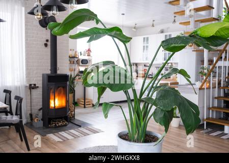 Strelitzia nicolai close-up in the interior on the stand. Houseplant Growing and caring for indoor plant, green home in scandina Stock Photo