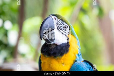 Beautiful Blue-and-Yellow Macaw in rainforest Stock Photo