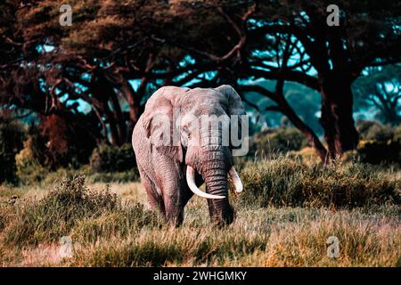 Elephants in Amboseli Nationalpark, Kenya, Stock Photo