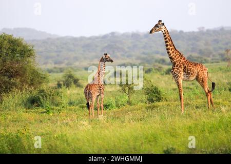 Masai Giraffe Massai Giraffe In Amboseli National Park Kenya Africa masai-giraffe-massai-giraffe-in-amboseli-national-park-kenya-africa