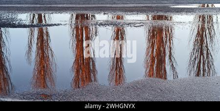 Reflection of trees in the pool water in rainy weather. poplars reflected in water of pool. Reflect Stock Photo