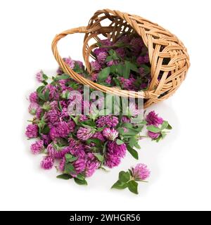 Wicker basket with clover flowers isolated on white. Herbal Medicine Stock Photo