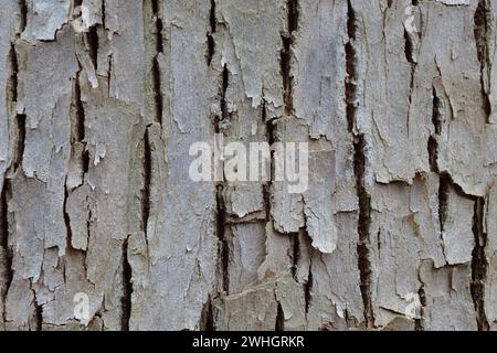 Tree grey bark close up, Natural background Stock Photo