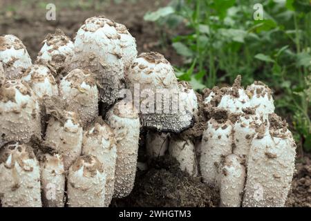 Coprinus comatus mushrooms growing  in the garden. Anti alcoholic mushroom Stock Photo